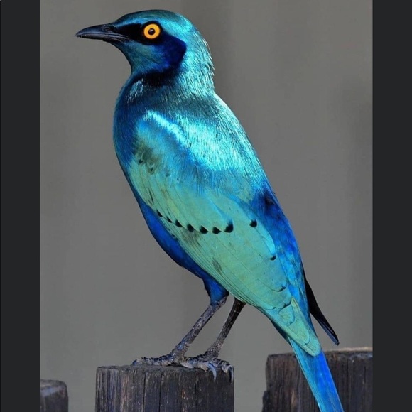 π - Picture 6 of 16